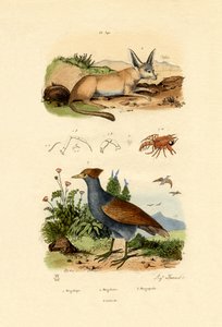 Bat-eared Fox by French School