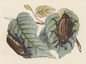 Beetles on Leaves by French School