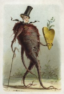 Beetroot by French School