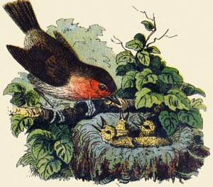 Bird and chicks in a nest. Engraving in "ABC indechirable on varnished canvas". Late 19th century by French School
