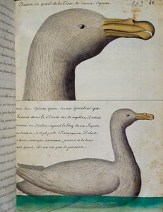Bird from Strait of Magellan