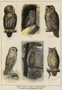 Birds in need of protection because of their benefit to farming