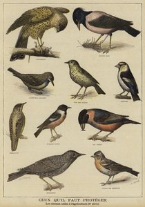 Birds in need of protection because of their benefit to farming by French School