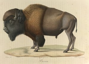 Bison, from 