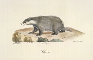 Badger, from Histoire Naturelle des Mammifères by French School