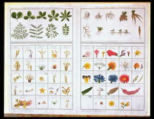 Botanical table after Carl von Linne and Joseph Pitton de Tournefort, late 18th century by French School