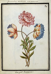Bouquet of Anemones, c.1700 by French School