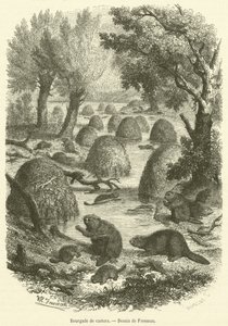 Beaver village by French School