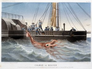 Bouyer Squid - in “The World of the Sea” by Alfred Fredol, Hachette, Paris by French School