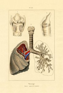 Breathing by French School