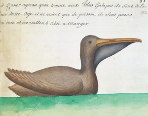 Brown Pelican (Pelecanus occidentalis), Galapagos Islands, Watercolour from Log Book
