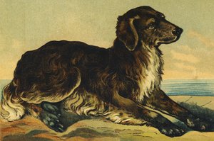 C as Dog