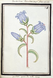 Campanula Trachelium by French School