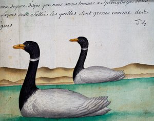 Canada Geese, Springbaye, Salt Lakes Region, from log book by Jacques Gouin de Beauchesne, captain of Compagnie royale de la Mer du Sud, from 1698 to 1701