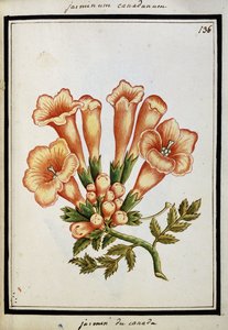 Canadian Jasmine, c.1700 by French School