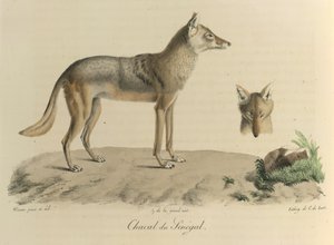 Jackal of Senegal, from Histoire Naturelle des Mammifères