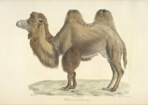 Bactrian Camel, from Histoire Naturelle des Mammifères