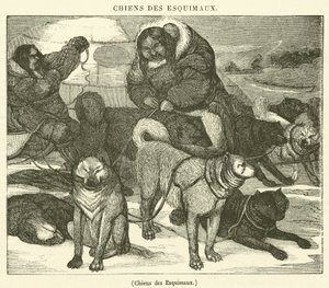 Eskimo dogs by French School