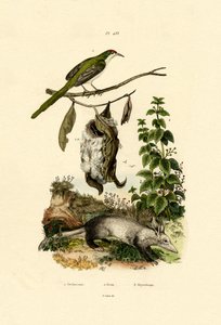 Common Tailorbird
