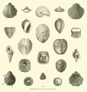 Fossil Shells Found in the Seine Basin by French School