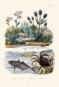 Crab by French School