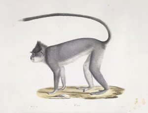 Monkey, from Histoire Naturelle des Mammifères by French School