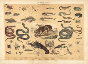 Dangerous animals by French School