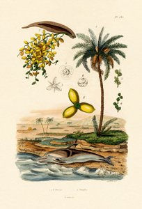 Date Palm by French School