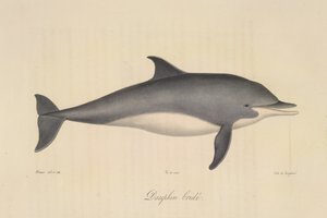 Striped Dolphin, from Histoire Naturelle des Mammifères