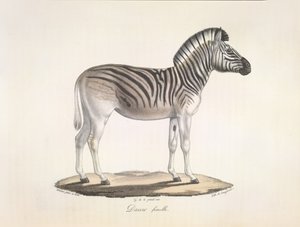 The Striped Quagga, or Burchell