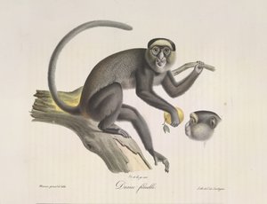 Female Monkey, from Histoire Naturelle des Mammifères