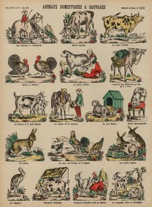 Domesticated and Wild Animals