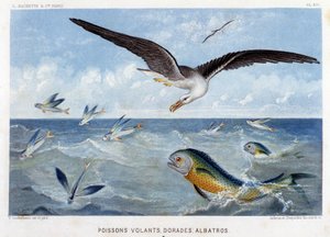 Dorades, Flying Fish, Albatross - in Le Monde de la Mer by Alfred Fredol by French School