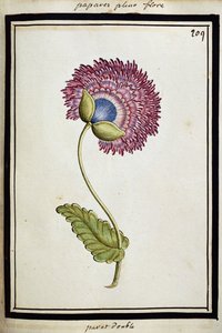 Double Poppy