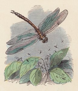 Dragonfly