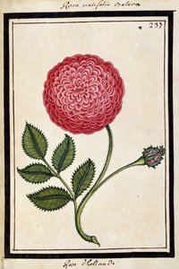 Dutch Rose, c.1700