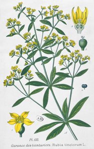 Dyers Madder (Rubia Tinctorum)