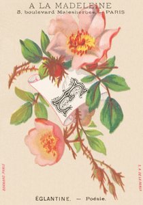 Eglantine - Poetry by French School