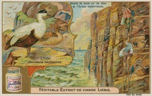 Eider Duck; Gathering Eider Down by French School