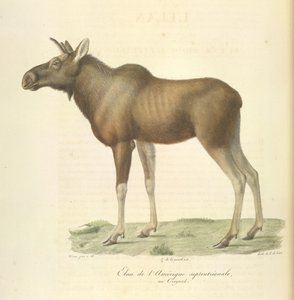 North American elk, from Histoire Naturelle des Mammifères by French School
