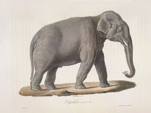 Asian Elephant, from 