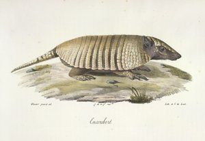 Armadillo, from 
