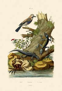 Eurasian Jay by French School