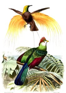 Exotic Birds: The Little Emerald Paradise and the Touraco Pauline by French School