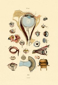 Eyes by French School