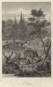 Fallow deer by French School