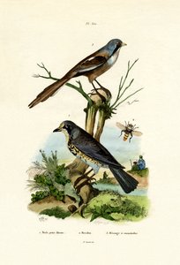 Fieldfare