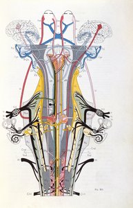Fig. 212 from Semiologie des Affections du Systeme Nerveux by J. Dejerine, 1914 by French School