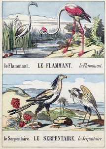 Flamingo and Snake (Engraving in "Buffon Alphabet des Oiseaux n 2") by French School