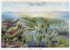 Flora of the Sea - in Le Monde de la Mer by Alfred Fredol by French School